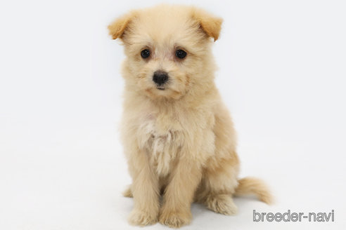 成約済の神奈川県のミックス犬-313036